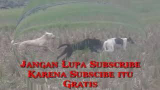 Marenten Tanjung Sungayang