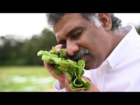 Video: Mirotekis ant arbūzo lapų – kaip gydyti arbūzą sergant miroteko liga