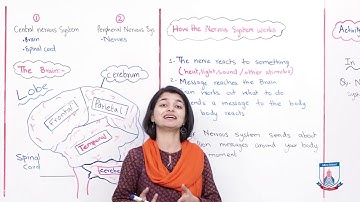 Class 5 - Science - Chapter 01- Lecture 37 The human Body 1.1 Part 2 - Allied Schools