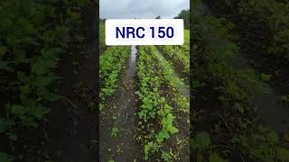 soyabean NRC 150  9770536237 #soybeans #agriculture #farming #farmer  #agriculturefarming