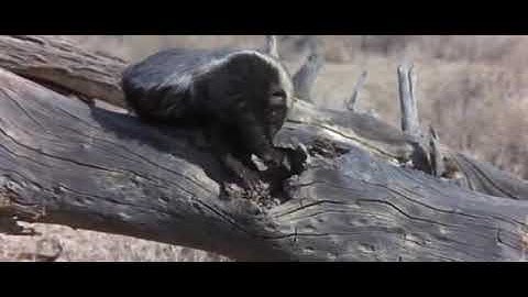 The honey guide bird leads the Honey badger ( short documentary )