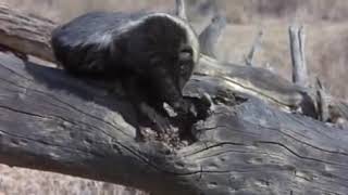 The Honey Guide Bird Leads The Honey Badger Short Documentary 