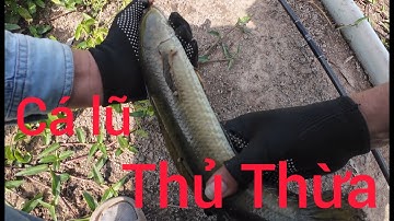 Câu cá lóc lũ ở Thủ Thừa cùng mấy anh em #16 |ngô bình fishing|