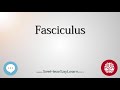 Fasciculus   anatomy of the brain   seehearsaylearn 
