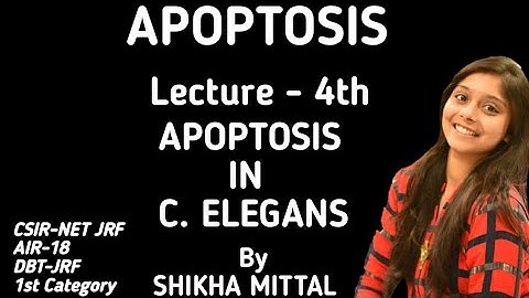 APOPTOSIS IN C. ELEGANS - CSIR-NET JRF LIFESCIENCE
