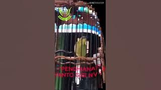 #Sangkuriang#channel#Legendaris           Pleci Legend 'PENGHIANAT' Milik om YANTO GIGI