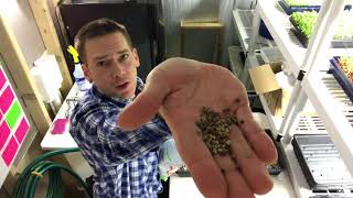 Microgreens: Planting Methods