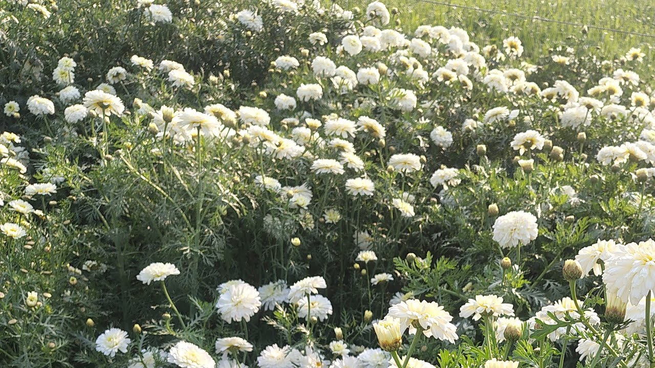 रचना is live राम राम सभी दोस्तों को आप सभी का स्वागत है अपने यूट्यूब चैनल गांव के जीवन में