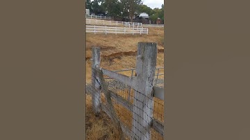 Composted horse feces in swales