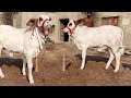 All gulabi nokra brahman cattle bull cow  cow lover cow kid  beautiful abluk wachya