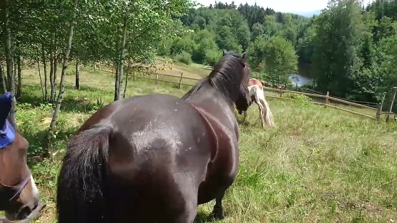 Endlich - los auf die frische Weide!