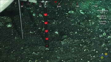 ROV SuBastian Dive 130 - Hydrate Ridge South - Adaptive Robotics