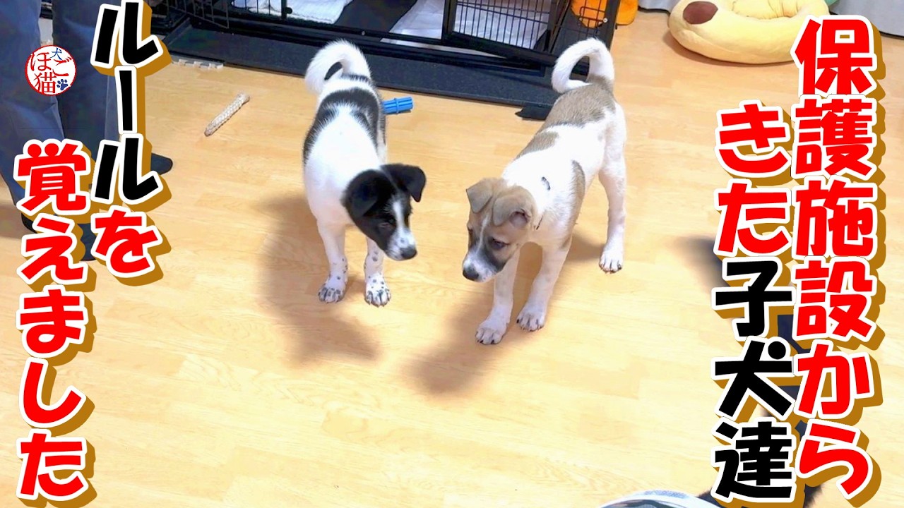 Rescue Dog Puppies] Puppies from a shelter have learned the rules