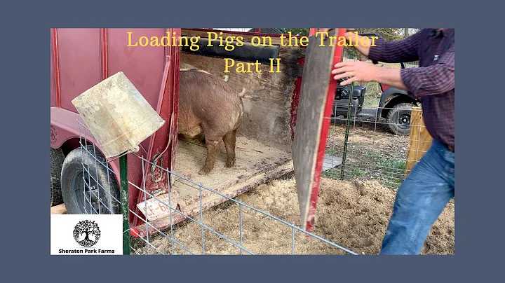 Loading Pastured Pigs Into a Trailer - Part 2