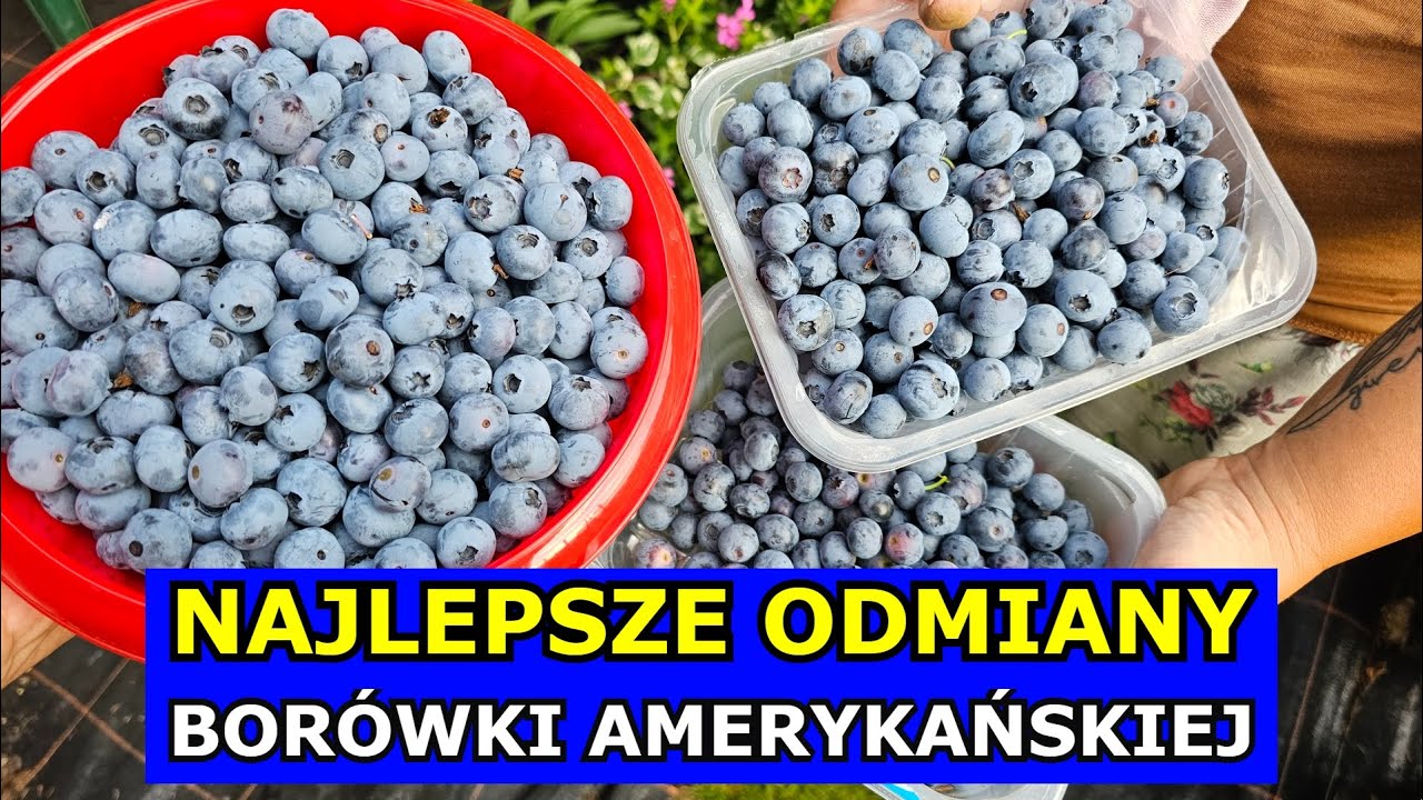 Najlepsze Odmiany Borówki amerykańskiej. Polecane Odmiany Duże Owoce, Sadzonki Borówek, Kiedy Sadzić