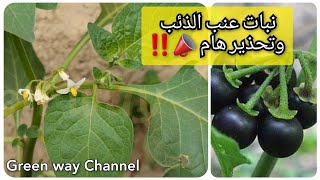 هل عنب الذئب نبات سام؟! وتحذير هام 📣‼️