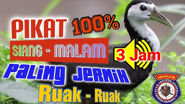 Suara pikat ruak ruak siang-malam jernih jitu paling di cari dan di gunakan 100% terbukti #mbakule88