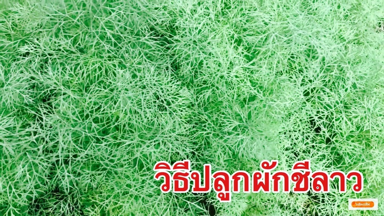 วิธีปลูกผักชีลาว How to grow dill
