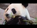 Giant Pandas Lumi & Pyry at Ähtäri Zoo 2018