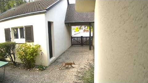 Did you see the fox? - Recorded by Netatmo