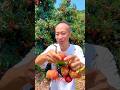 Enjoy with eating kulen fruit - Kulen natural landscape garden #viral #fruit #satisfying #like