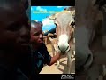 PUNDA UTACHEKA MOHAMMED#comedy #funny #lifeisbutadream