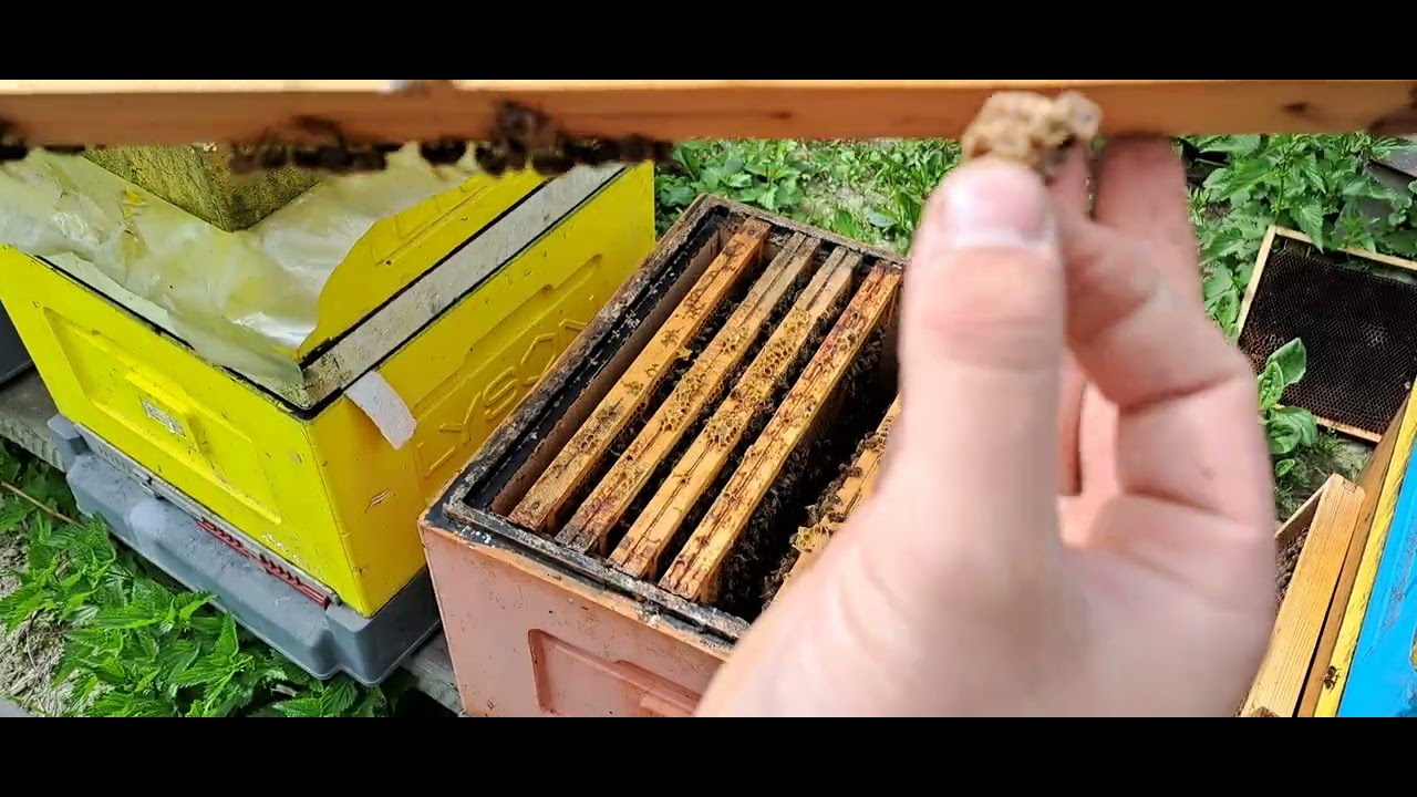 mateczniki rojowe,ratunkowe