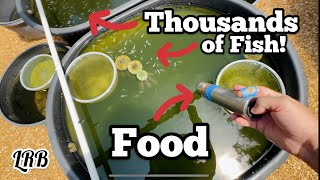 Feeding Aquarium Fish Farm Summer 2026 How I do It