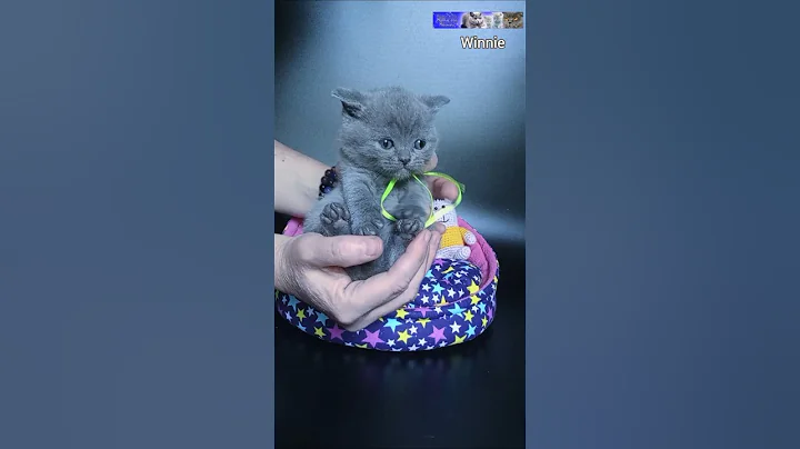 Video 11137471: cattery british, snow british