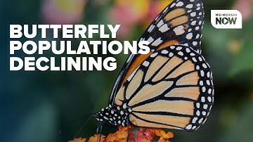 Butterfly populations in U.S. decline rapidly, study reveals urgent need for action