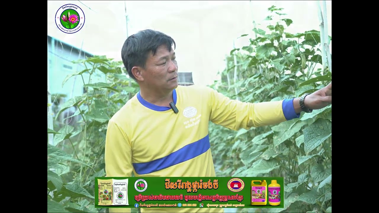 ប្រធានបទ៖ ការដាំដុះជីសរីរាង្គផ្ការំចង់បីលើដំណាំត្រសក់!