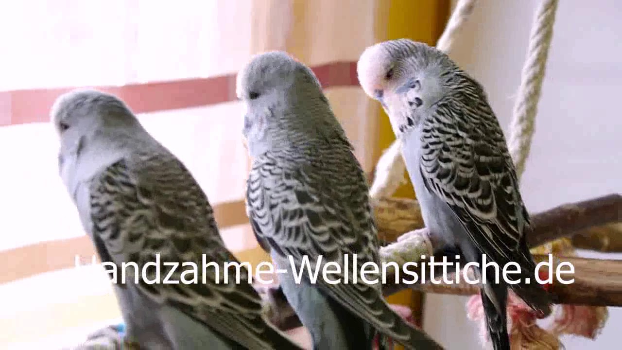 Handzahme Wellensittiche Butzi mit Kinders am Fliegen üben