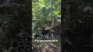 A wild cassowary spotted in Daintree rainforest 😮