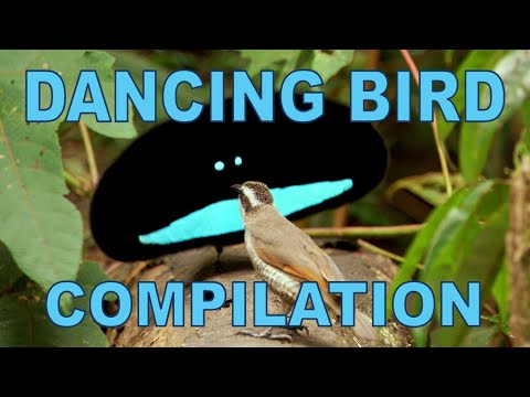 Weird  Wonderful Dancing Birds Compilation Part 1