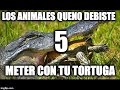 5 animales que no debiste mezclar con tu tortuga