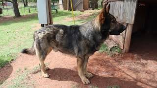 American Timberline Shepherds founded 2011 GSD and GSD-Belgium Shepherds legacy! by American Timberline Shepherds ATS 209 views 2 years ago 8 minutes, 53 seconds