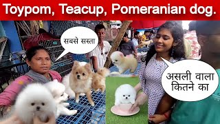 Pomeranian dog price in India | Teacup dog price in India | Pocket dog price in India | Cheapest Dog