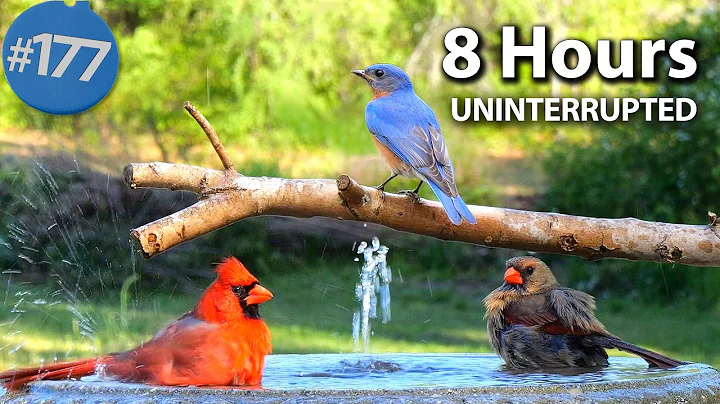 😻 Relaxing Bird Bath, 8 Hours of Birds 🐦 Fountain Water Sounds Uninterrupted CatTV @LensMyth