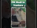 PM Modi in Vantara| PM Modi Inaugurates Vantara #PMModi #Vantara #Gujarat #Jamnagar #ViralVideo