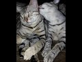 Cute Cheetoh cats being cute. の動画、YouTube動画。