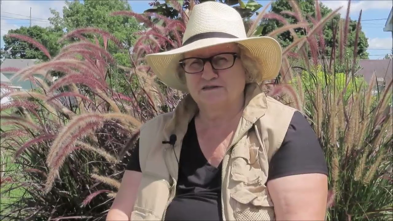 Purple Fountain Grass - Thriving Plant Thursday
