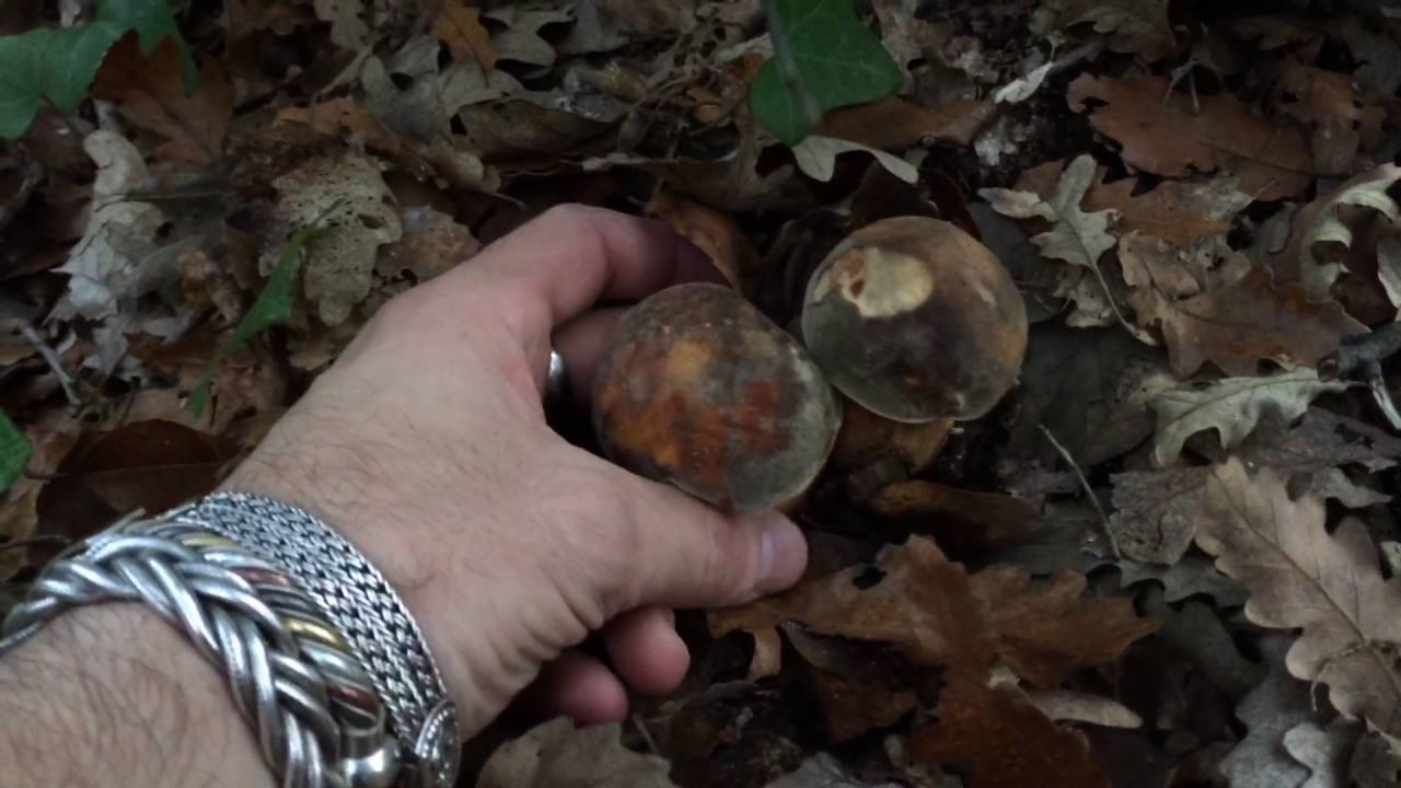 Porcini 1 novembre 2015