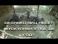 Сколько яиц несет мускусная утка за год?