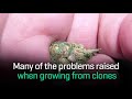 Seeds or Clones - The Advantages and Disadvantages of Growing by Seeds or Clones