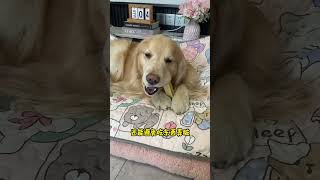 Celebrity Transform Your Space with a Budget-Friendly Doghouse Mat Net Worth