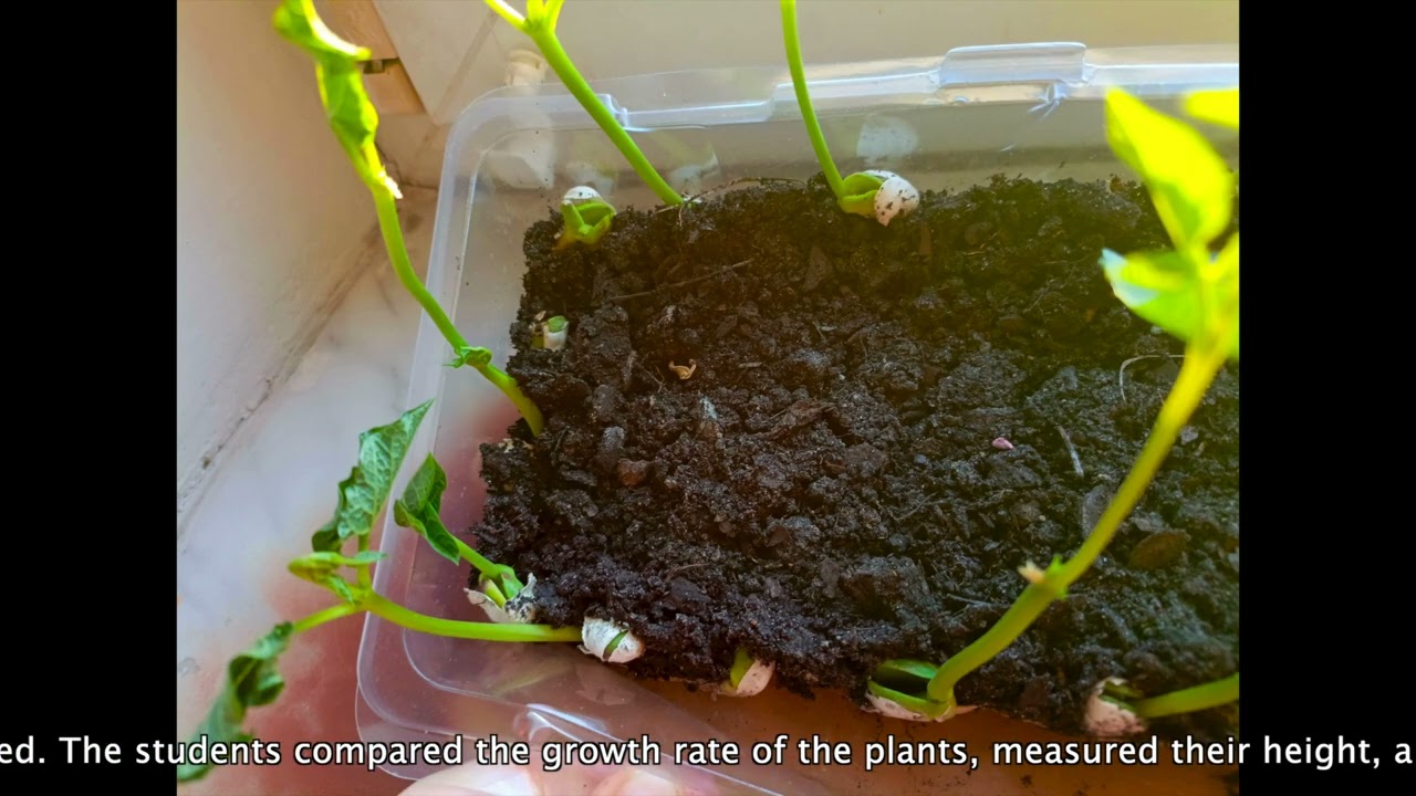 Observation of the plant life cycle - 20 days
