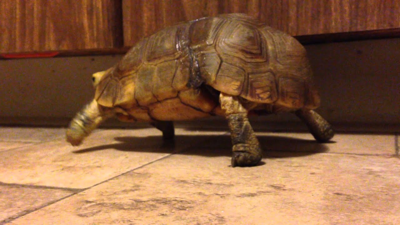 Bells Hingeback tortoise. Male, walking tall:  1.1 rehab