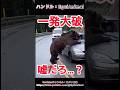クマが高級車のフロントガラスを一瞬で大破!! #熊 #animals #動物