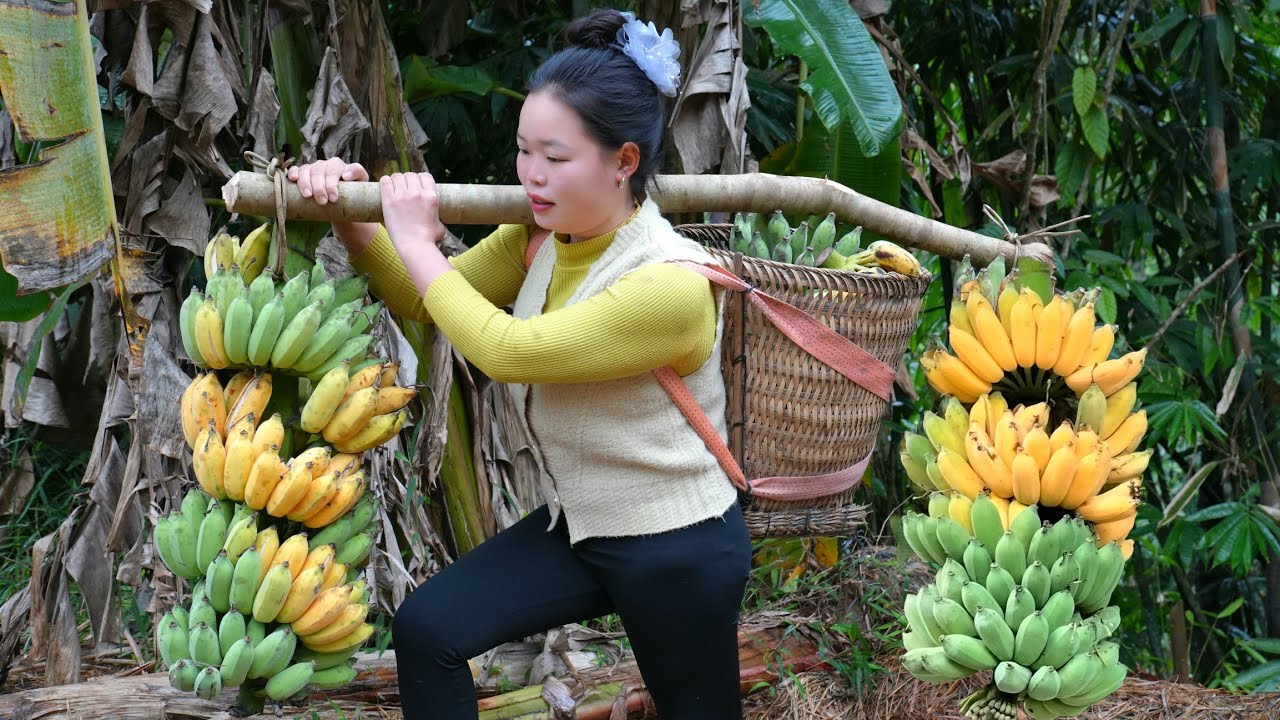 Daily Rural Life | Harvesting Bananas for the Market, Raising Livestock & Caring for the Vegetable