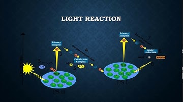 APSACS Class 9 Biology Lecture # 7